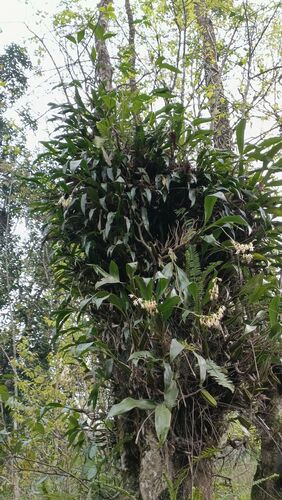 Coelogyne stricta, photograph 3