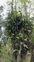 Coelogyne stricta, photograph (c) Gary Yong Gee, some rights reserved (CC BY)