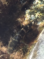 Mauligobius maderensis