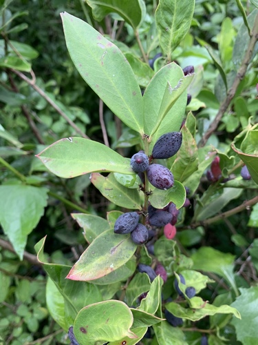 Acokanthera oppositifolia image