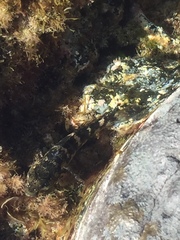 Mauligobius maderensis