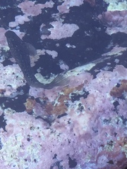 Parablennius parvicornis