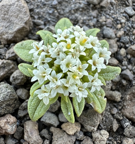 doublet (Dimeresia howellii)