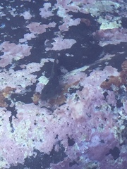 Parablennius parvicornis