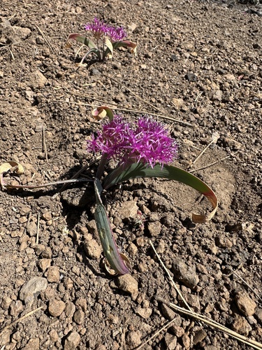 Allium platycaule, photograph 5