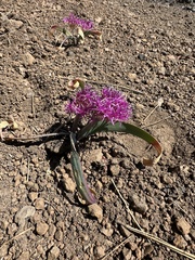 (c) Matt Berger, some rights reserved (CC BY) Allium platycaule, photograph (c) Matt Berger, some rights reserved (CC BY)