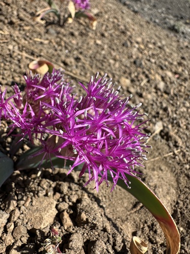Allium platycaule, photograph 4
