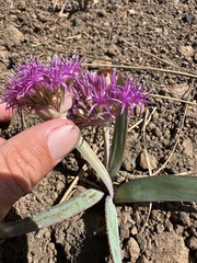 Allium platycaule, photograph (c) Matt Berger, some rights reserved (CC BY)