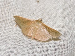 Banisia