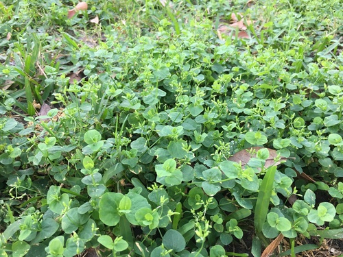 Drymaria cordata image