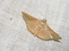 Banisia