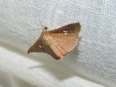 Banisia