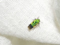 Nephotettix nigropictus
