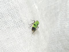 Nephotettix nigropictus
