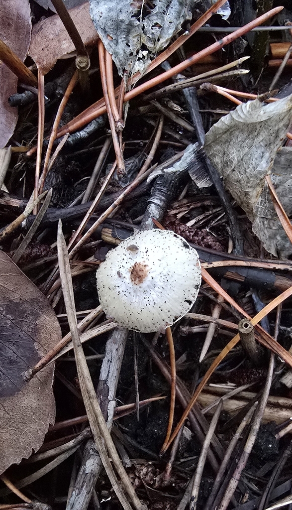 Lepiota sp. 'WA01' · December 2025 · photo: © leannestacy (iNaturalist, cc0)