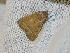 Simplicia cornicalis