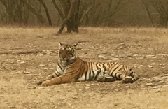 Panthera tigris tigris