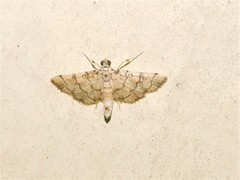 Lamprosema