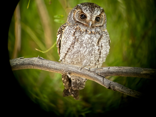 Flammulated Owl photographed in Texas