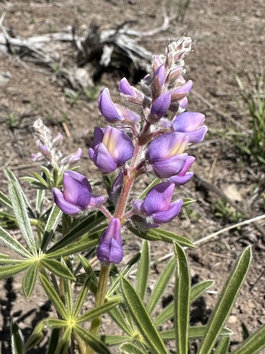 Lupinus arbustus, photograph 6