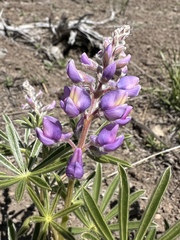 Lupinus arbustus, photograph (c) Matt Berger, some rights reserved (CC BY)