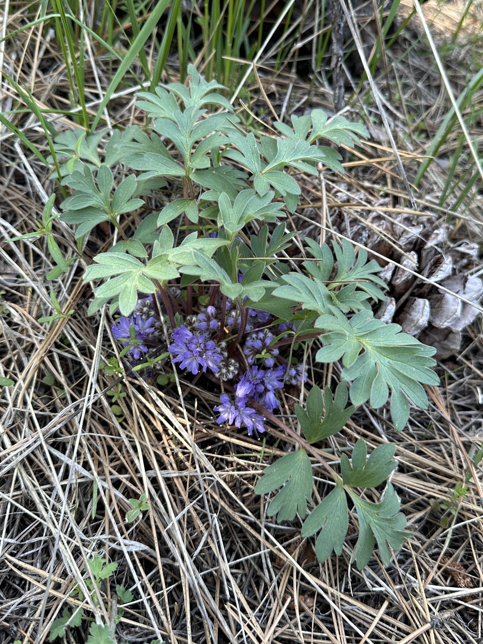 Alpine Waterleaf (Hydrophyllum alpestre)