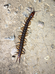 Scolopendra angulata