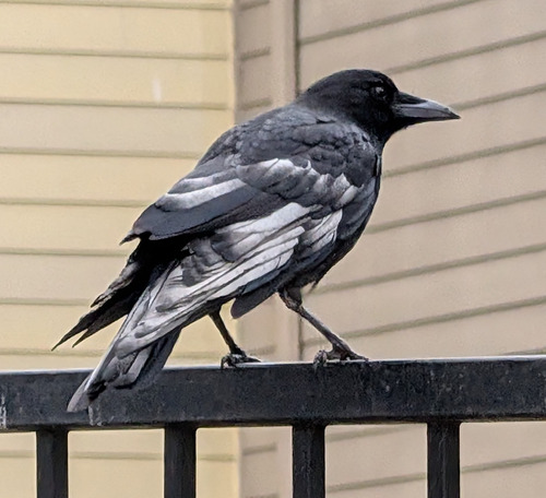 American Crow