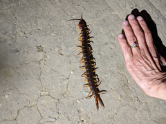 Scolopendra angulata
