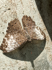 Hamadryas amphichloe