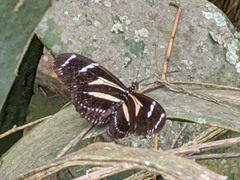 Heliconius peruvianus