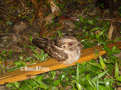 Nyctidromus albicollis