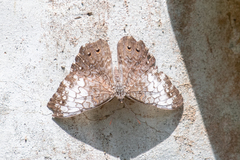 Hamadryas amphichloe