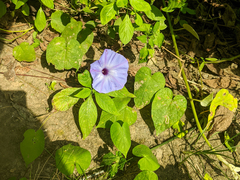 Ipomoea ophiodes