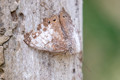 Hamadryas amphichloe