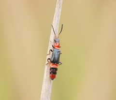 Carphurus longicollis