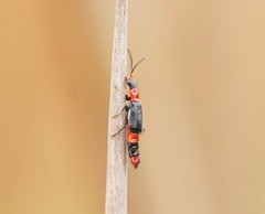 Carphurus longicollis