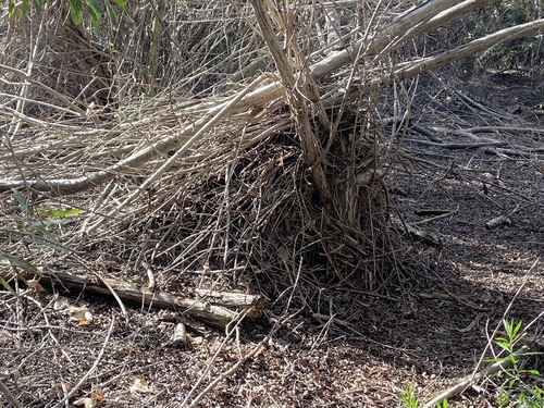 iNaturalist observation photo of Woodrats