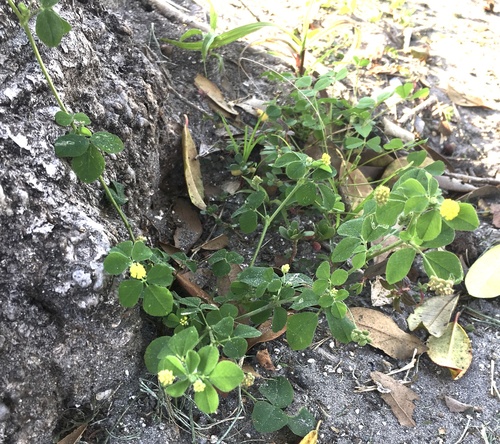Medicago lupulina image