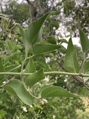 Jasminum fluminense fluminense