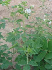 Cleome aculeata