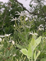 Jasminum fluminense fluminense
