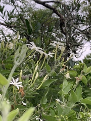 Jasminum fluminense fluminense