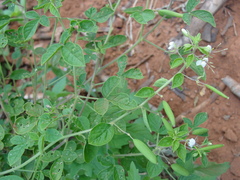 Cleome aculeata
