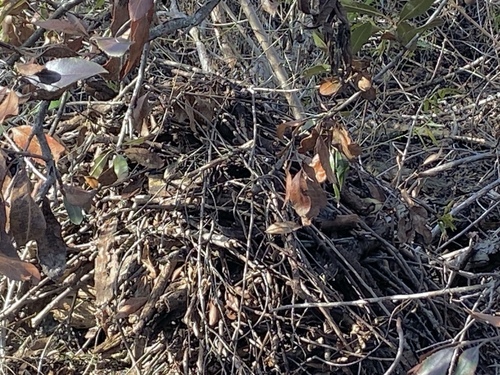 iNaturalist observation photo of Woodrats
