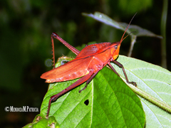 Prionolopha serrata