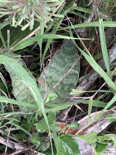 Dracaena hyacinthoides image