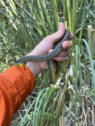 Common Tree Snake sighting