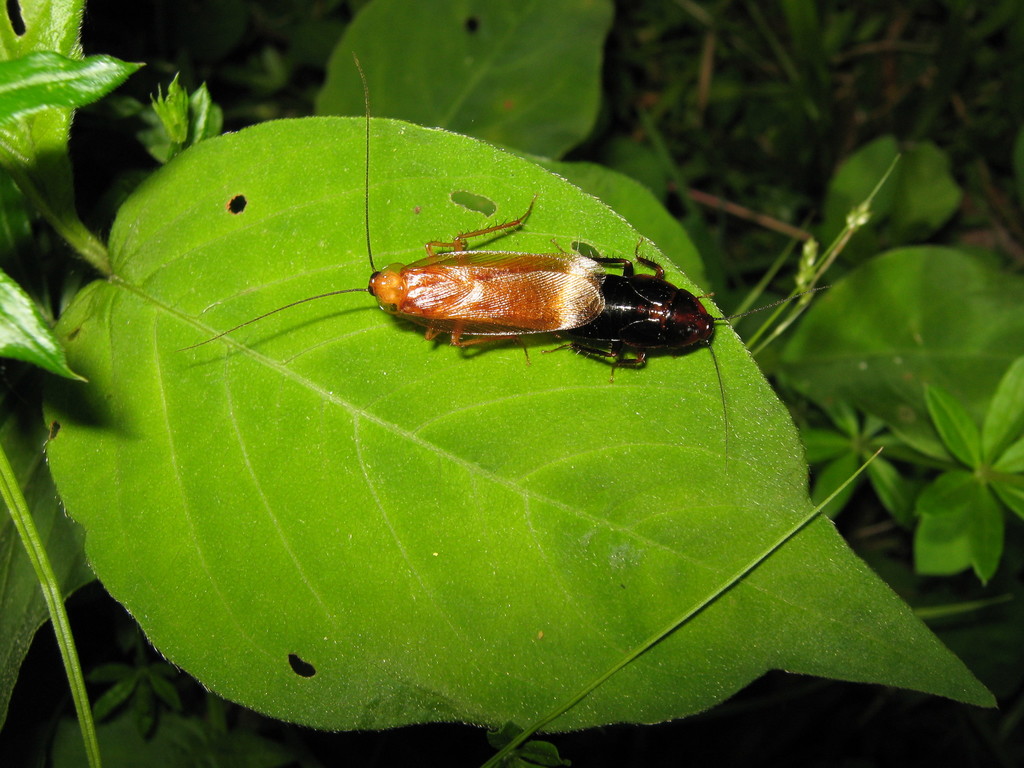 Uhler's Wood Cockroach from Hamden, CT, USA on June 6, 2019 at 12:00 AM ...