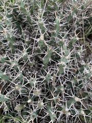 Euphorbia schinzii image